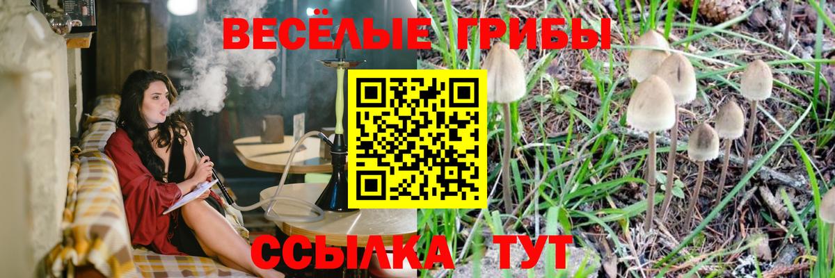 Галлюциногенные грибы Psilocybe Партизанск